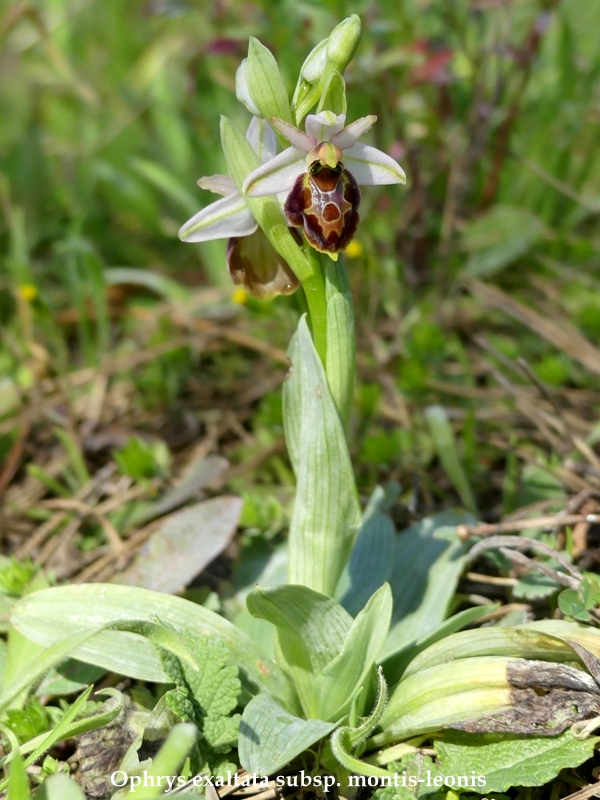 Ophrys sul litorale romano  marzo 2020